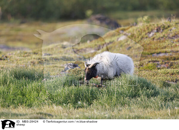 Schaf / sheep / MBS-28424