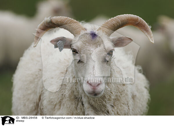 Schaf / sheep / MBS-28458