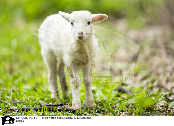 Schaf / sheep / DMS-10753