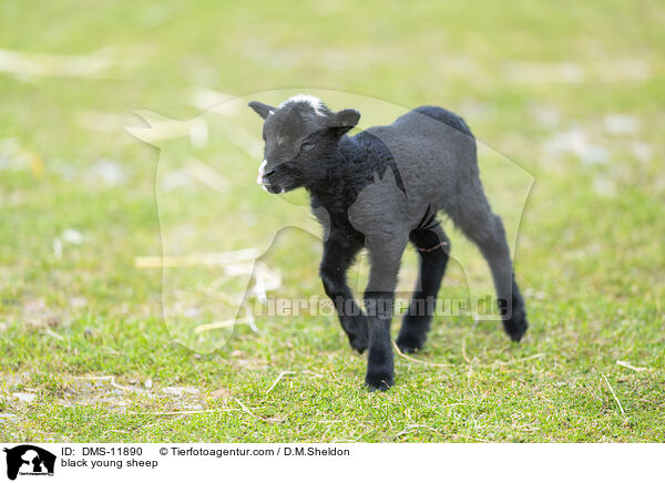 schwarzes junges Hausschaf / black young sheep / DMS-11890
