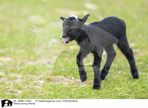 schwarzes junges Hausschaf / black young sheep / DMS-11891