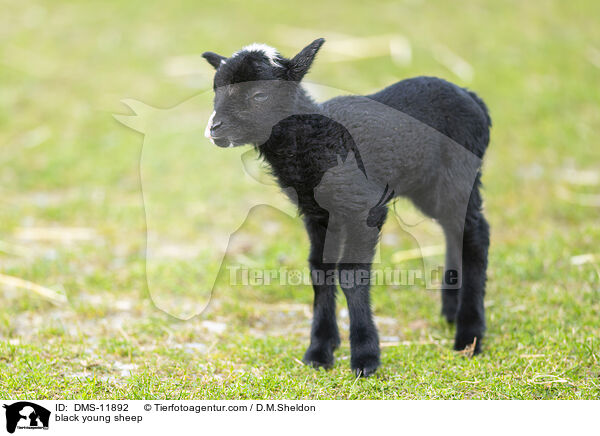 schwarzes junges Hausschaf / black young sheep / DMS-11892