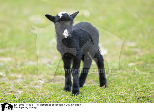 schwarzes junges Hausschaf / black young sheep / DMS-11893