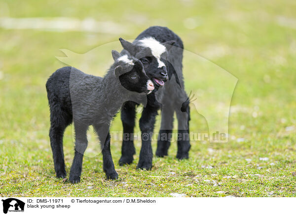 schwarzes junges Hausschaf / black young sheep / DMS-11971