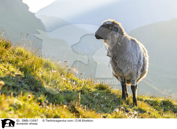 Hausschaf / domestic sheep / DMS-13597