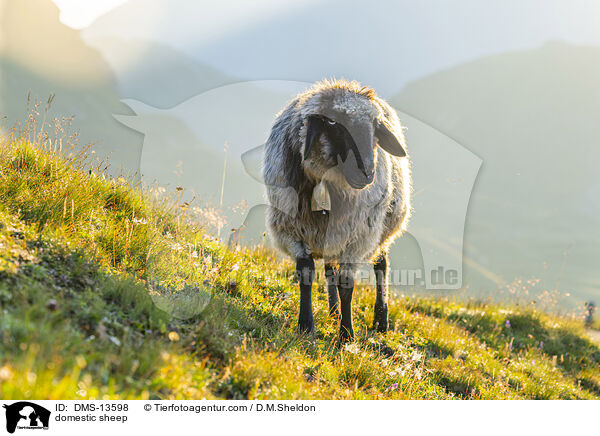 Hausschaf / domestic sheep / DMS-13598