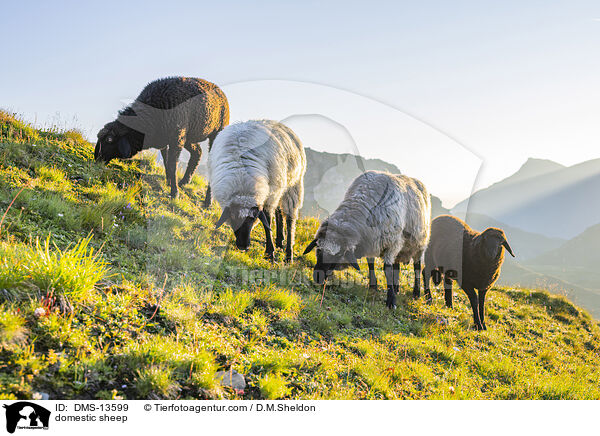 Hausschaf / domestic sheep / DMS-13599