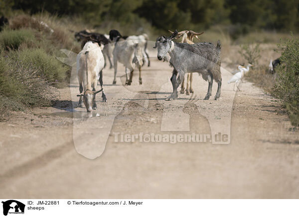 Schafe / sheeps / JM-22881