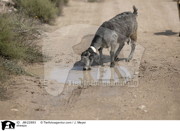Schafe / sheeps / JM-22883