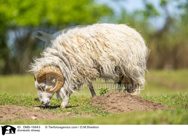 domestic sheep / DMS-16843