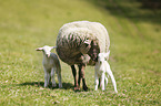 sheep mother with lambs