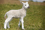 young lamb