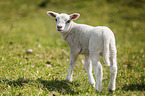 young lamb