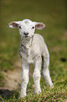 young lamb