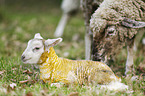 newborn lamb