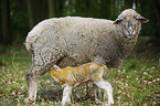 newborn lamb