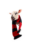 lamb