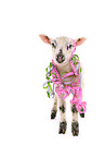 lamb