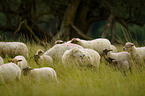 sheeps