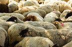 sheep