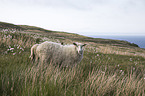 sheeps