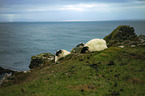 sheeps
