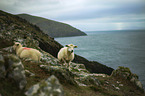 sheeps