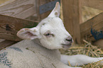 lamb