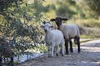 sheeps