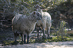 sheeps