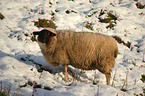 sheep