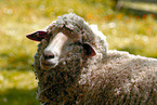 sheep