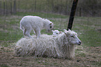 sheeps