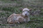 lamb