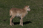 lamb