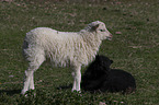 2 lamnbs