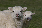2 lamnbs