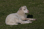 lamb