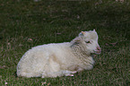 lamb