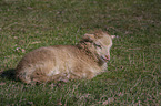 lamb