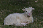 lamb
