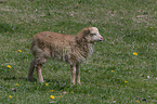 lamb