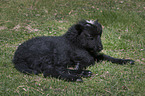 lamb