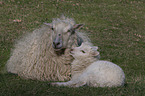 sheeps