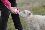 lamb
