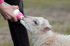 lamb