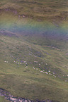 Sheeps