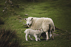 standing Sheeps