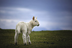 standing Sheep