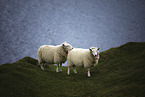 standing Sheeps